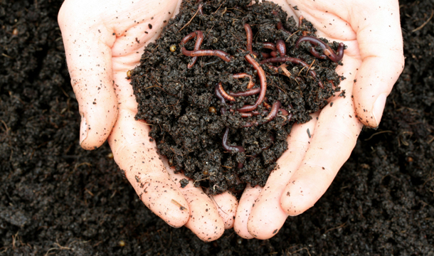 A Beginner’s Guide to Vermicomposting