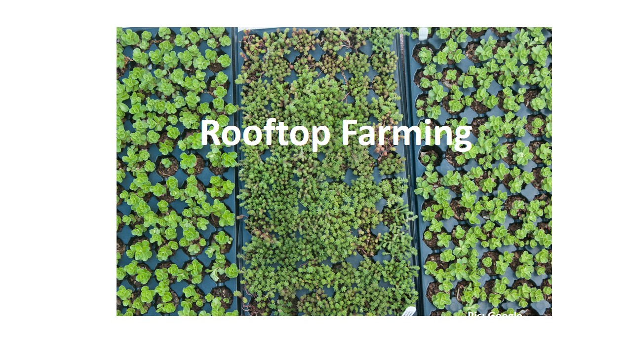Rooftop Garden: enhancing sustainable urban farming