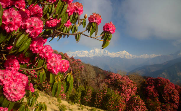 🌍 Global Gen Z !, It’s Time to Rise—With the Spirit of Nepal’s Youth